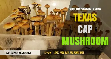 Optimal Temperature Guide for Growing Texas Cap Mushrooms Successfully