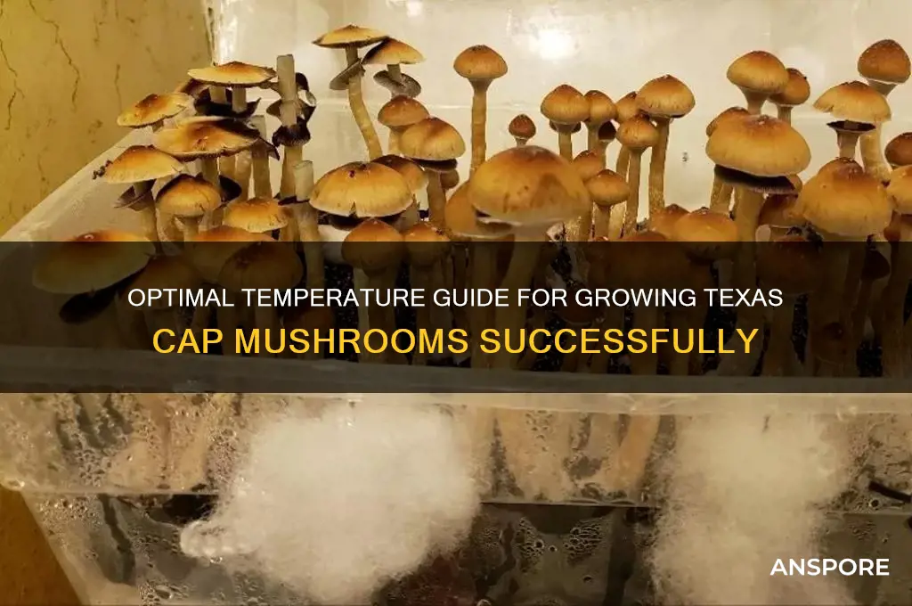 what temperature to grow texas cap mushroom