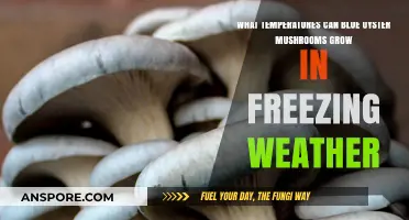 Blue Oyster Mushrooms: Thriving in Freezing Temperatures and Cold Climates