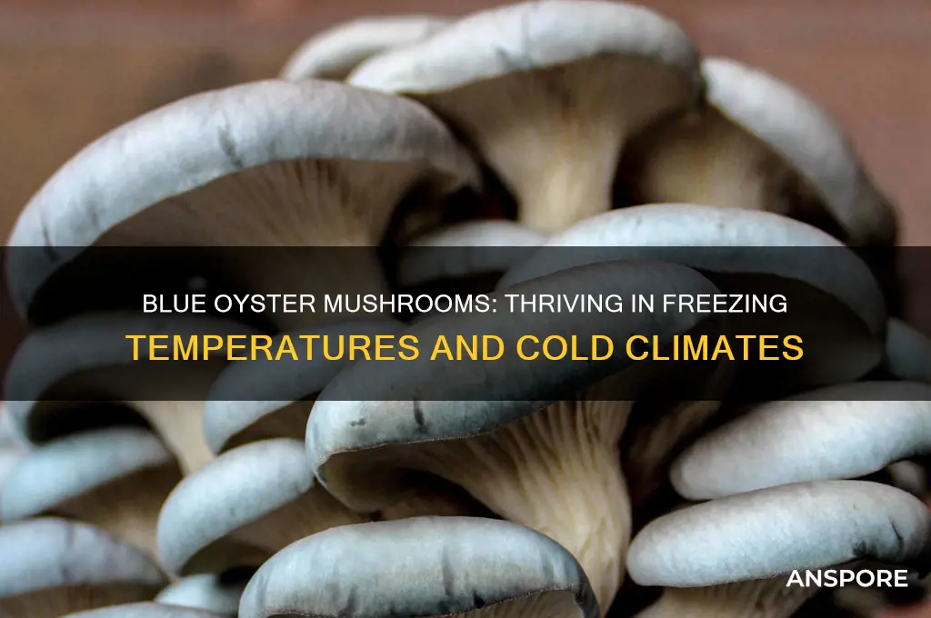what temperatures can blue oyster mushrooms grow in freezing weather
