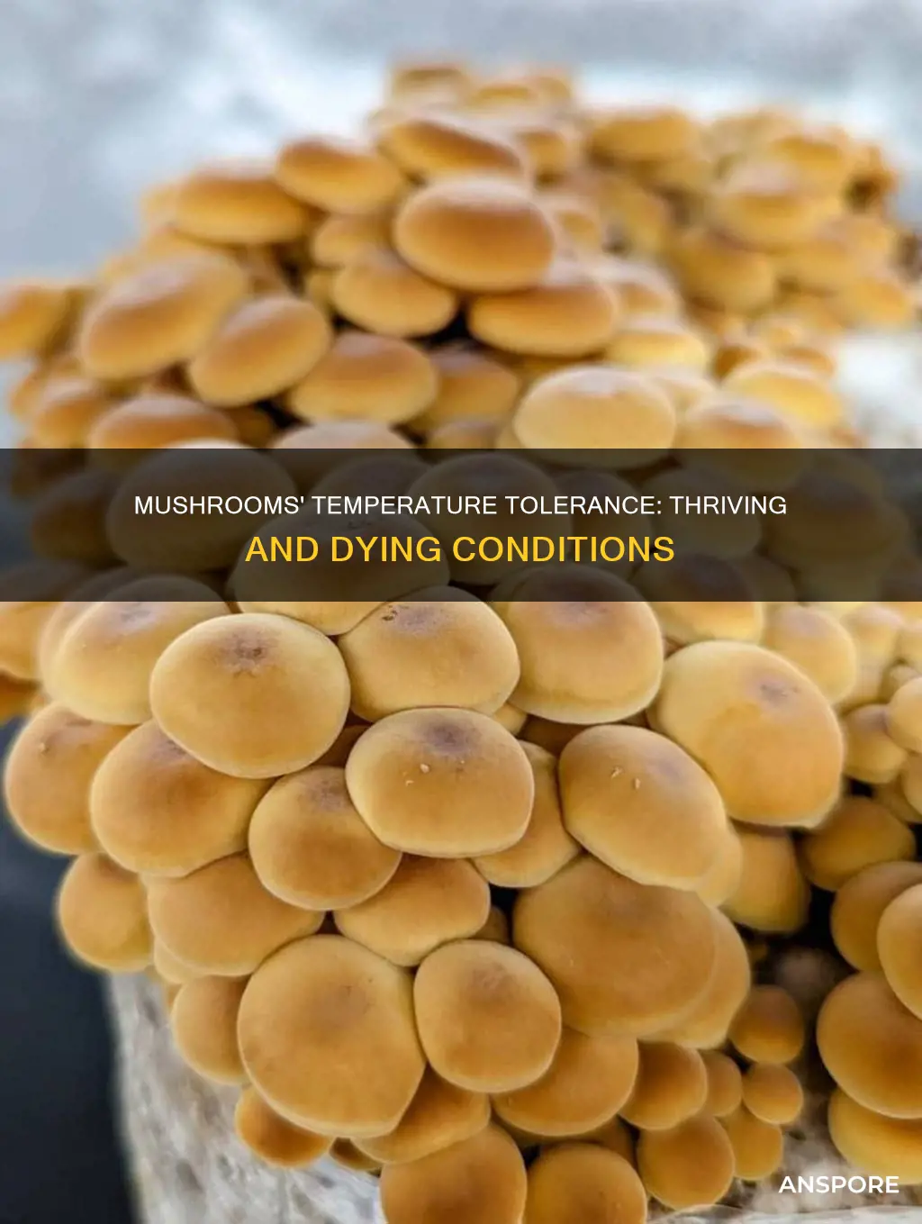 what temperatures do mushrooms die