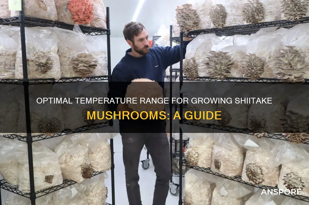 what temperatures do shitaki mushrooms grow in