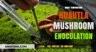 Ideal Temperatures for Huautla Mushroom Inoculation
