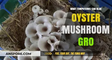 Optimal Temperature Range for Growing Blue Oyster Mushrooms at Home