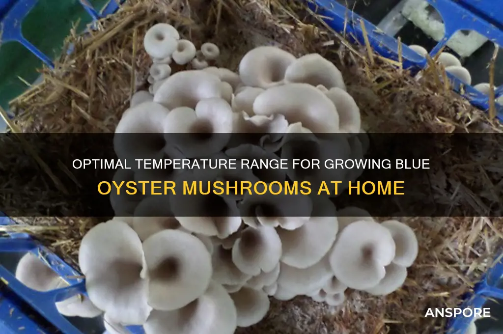 what temputures can blue oyster mushrooms gro