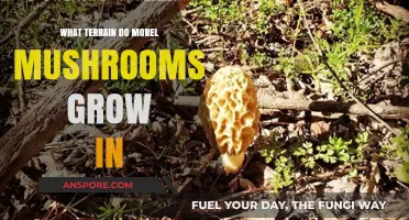 Where to Find Morel Mushrooms: Ideal Terrain and Habitat Explained