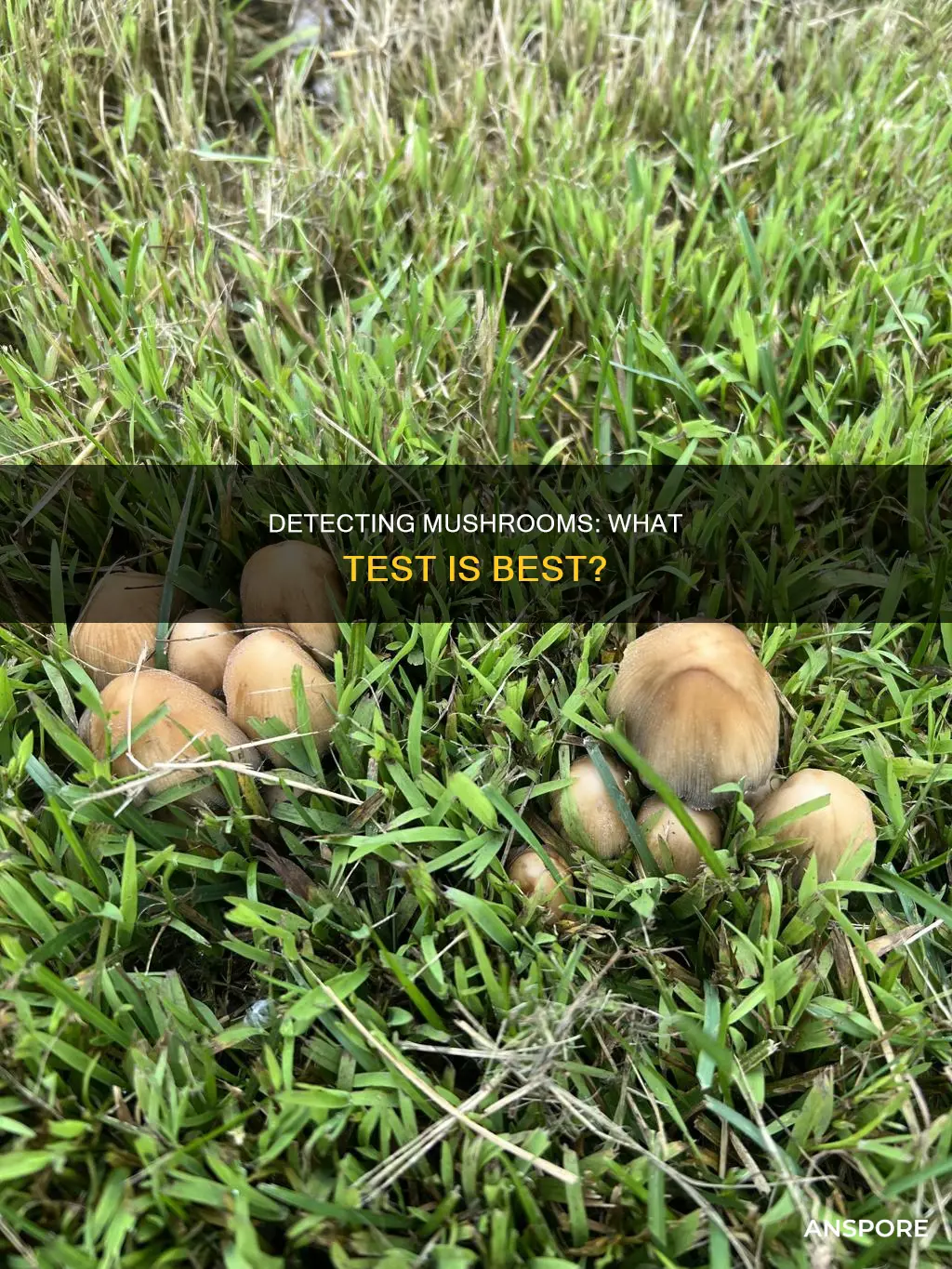 what test detects mushrooms