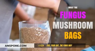 Mushroom Bags: A Guide to Fungi Growth