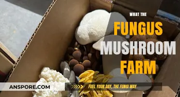 Mushroom Farm: Fungi's Magic