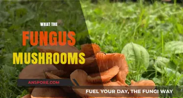 Mushroom Mystery: Unveiling the World of Fungi