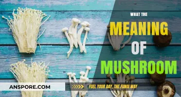 Mushroom Meaning: Nature's Magical Fungi