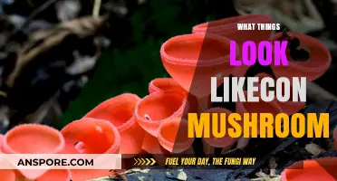 Mushroom Look-Alikes: Nature's Tricky Treats