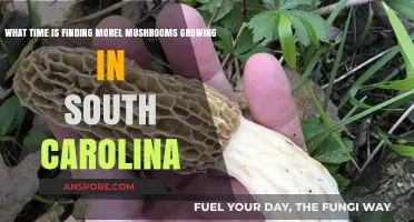When and Where to Find Morel Mushrooms in South Carolina