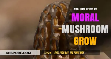 When Do Moral Mushrooms Thrive: Unveiling the Optimal Growing Hours
