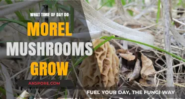 When Do Morel Mushrooms Grow: Unveiling the Best Time of Day