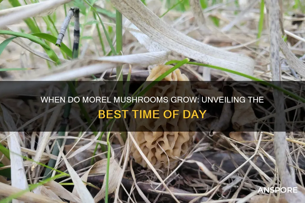 what time of day do morel mushrooms grow
