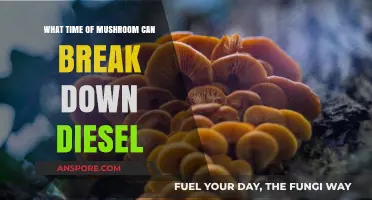 Mushroom Species Capable of Breaking Down Diesel Fuel Revealed