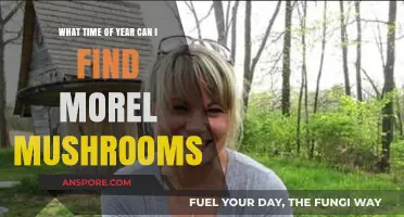 Best Season to Hunt Morel Mushrooms: A Forager's Guide