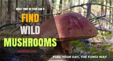 Best Seasons for Foraging: When to Find Wild Mushrooms in Nature