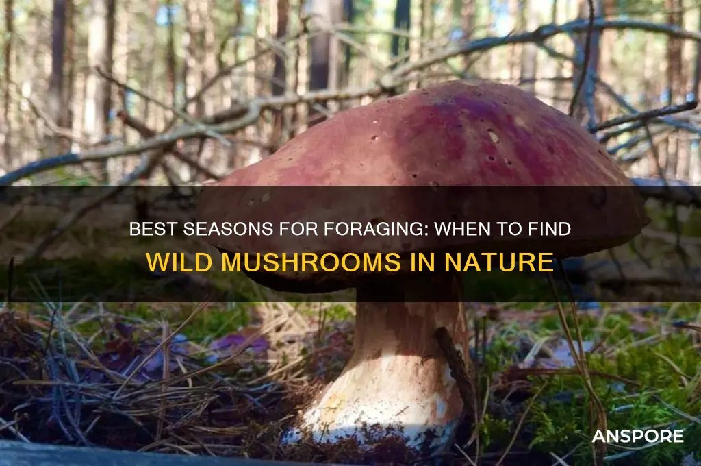 what time of year can u find wild mushrooms
