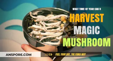 Best Season to Harvest Magic Mushrooms: A Comprehensive Guide