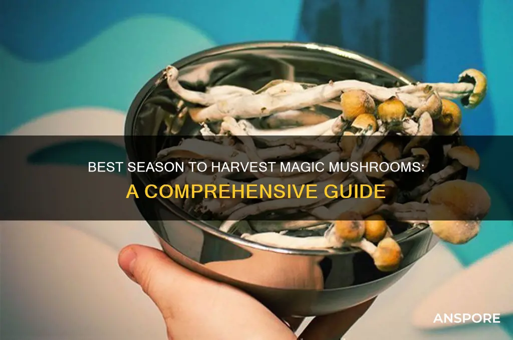 what time of year can u harvest magic mushrooms