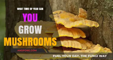 Best Seasons for Mushroom Cultivation: A Year-Round Growing Guide