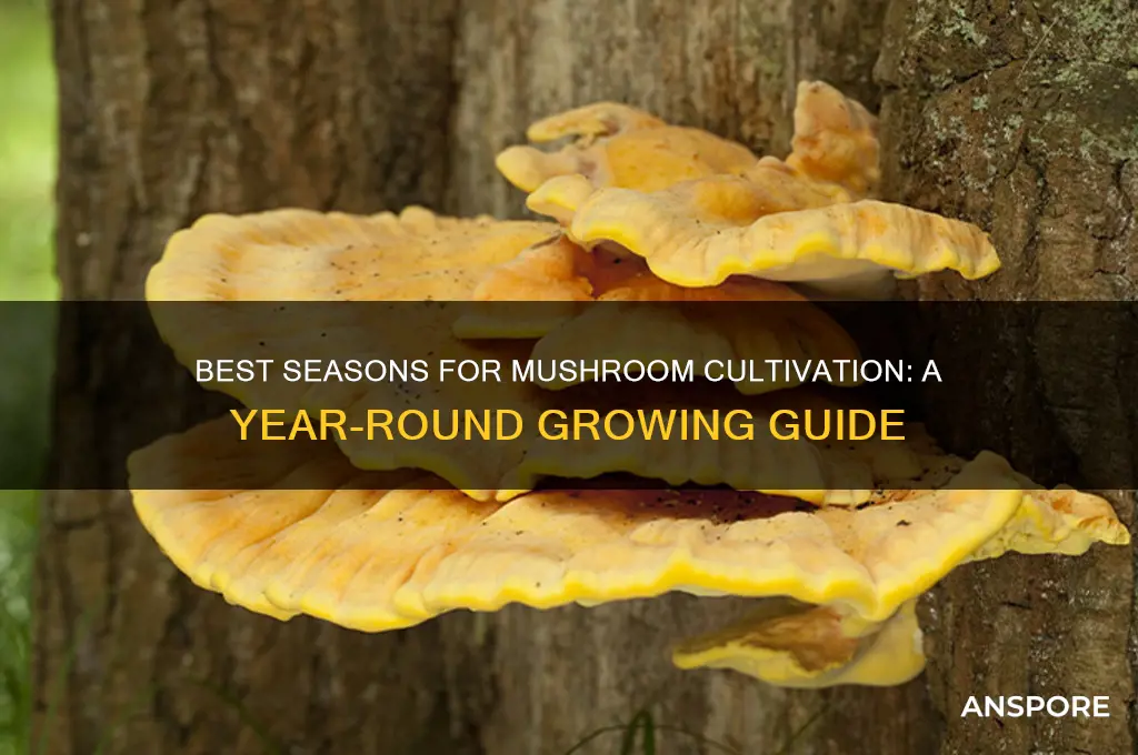 what time of year can you grow mushrooms