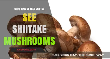 Best Season to Spot Shiitake Mushrooms: A Forager's Guide