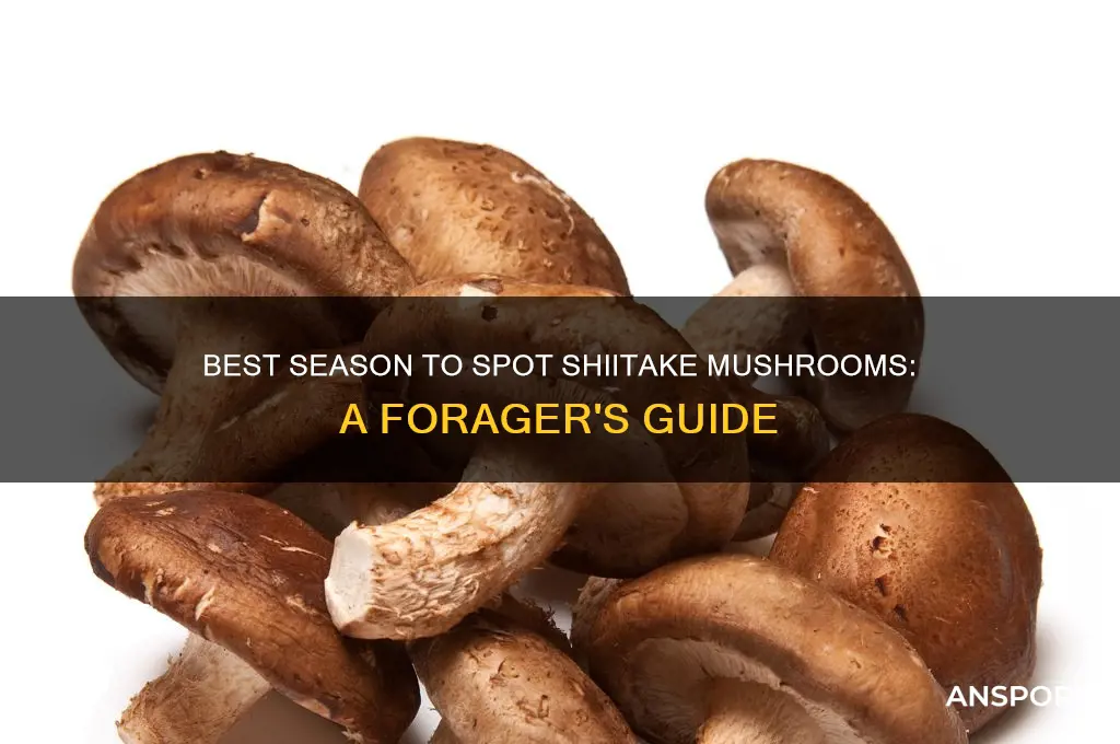 what time of year can you see shiitake mushrooms