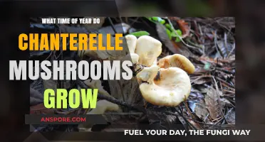 When Do Chanterelle Mushrooms Grow: Seasonal Guide for Foragers
