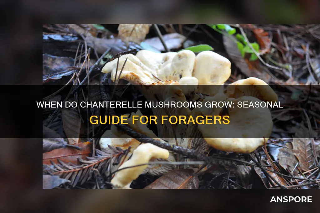 what time of year do chanterelle mushrooms grow
