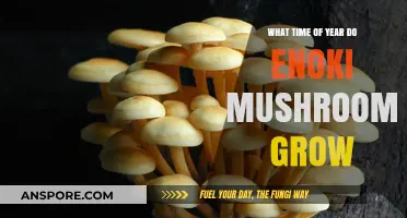 When Do Enoki Mushrooms Grow: Seasonal Insights for Cultivators