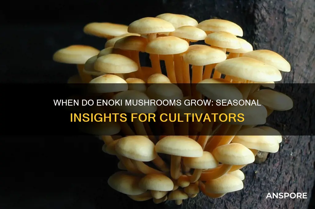 what time of year do enoki mushrooms grow