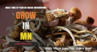 When Do Magic Mushrooms Grow in Minnesota: Seasonal Guide