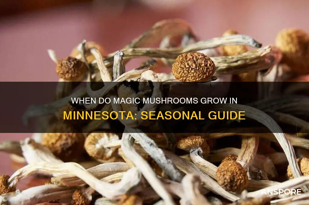 what time of year do magic mushrooms grow in mn