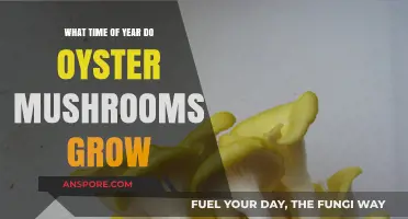 When Do Oyster Mushrooms Grow: Seasonal Harvest Guide