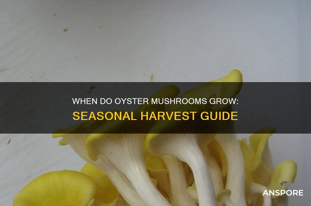 what time of year do oyster mushrooms grow