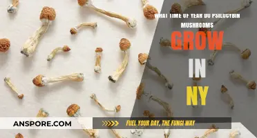 When Do Psilocybin Mushrooms Grow in New York?