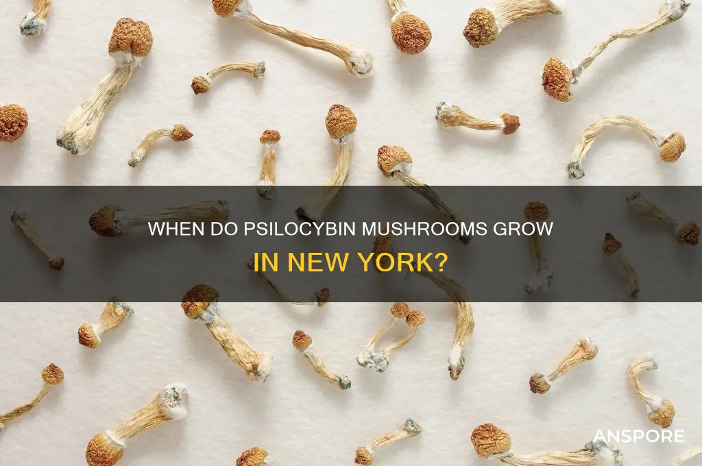 what time of year do psilocybin mushrooms grow in ny