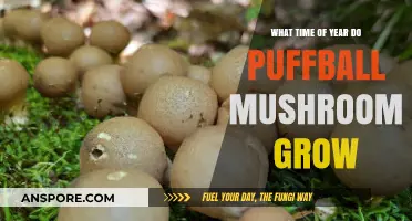 When Do Puffball Mushrooms Grow: Seasonal Guide for Foragers