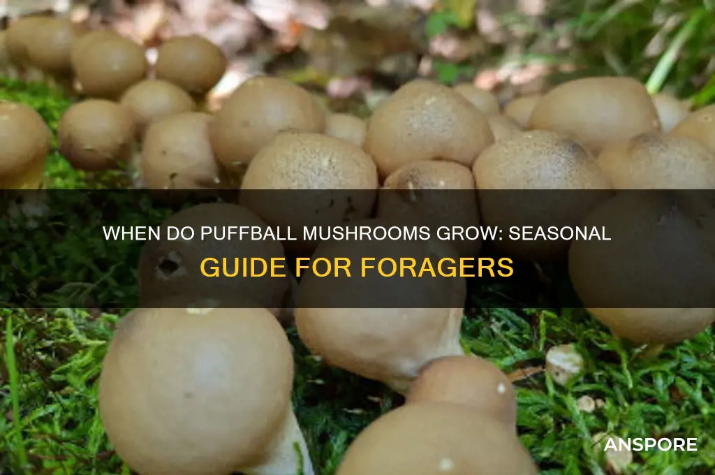 what time of year do puffball mushroom grow
