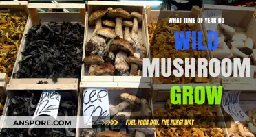 When Do Wild Mushrooms Grow: Seasonal Guide to Foraging