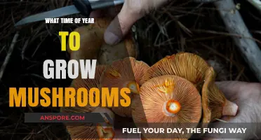 Best Seasons for Mushroom Cultivation: Timing Your Grow for Success