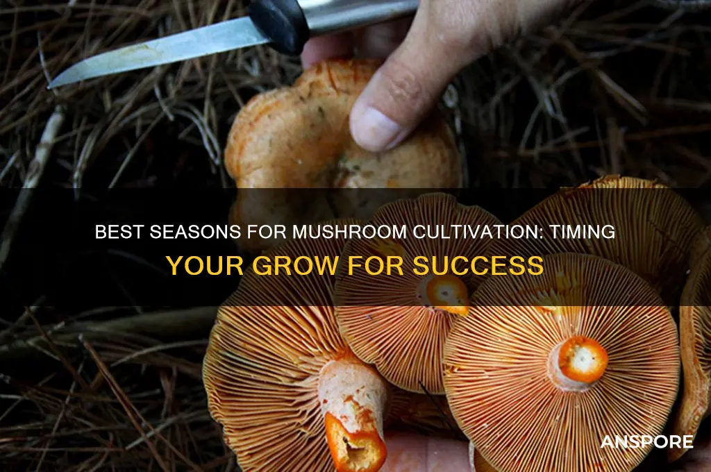 what time of year to grow mushrooms