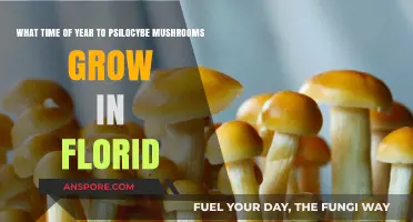 When Do Psilocybe Mushrooms Grow in Florida's Climate?