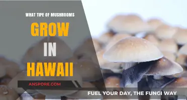 Discovering Hawaii's Unique Mushroom Varieties: A Tropical Fungal Journey