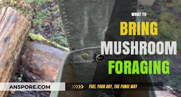 Mushroom Foraging: Essential Gear for the Hunt
