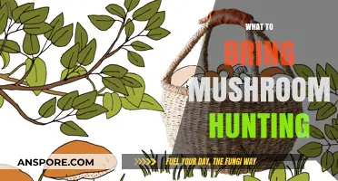Mushroom Hunting: Essential Gear for the Forest
