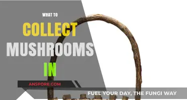 Mushroom Hunting: Best Containers for Foraging